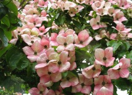 cornus-satomi (1)